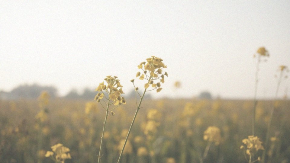 Jak luteina wpływa na gospodarkę hormonalną?